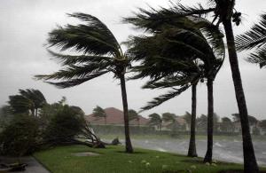 Palm-Trees_Hurricane-Wilma